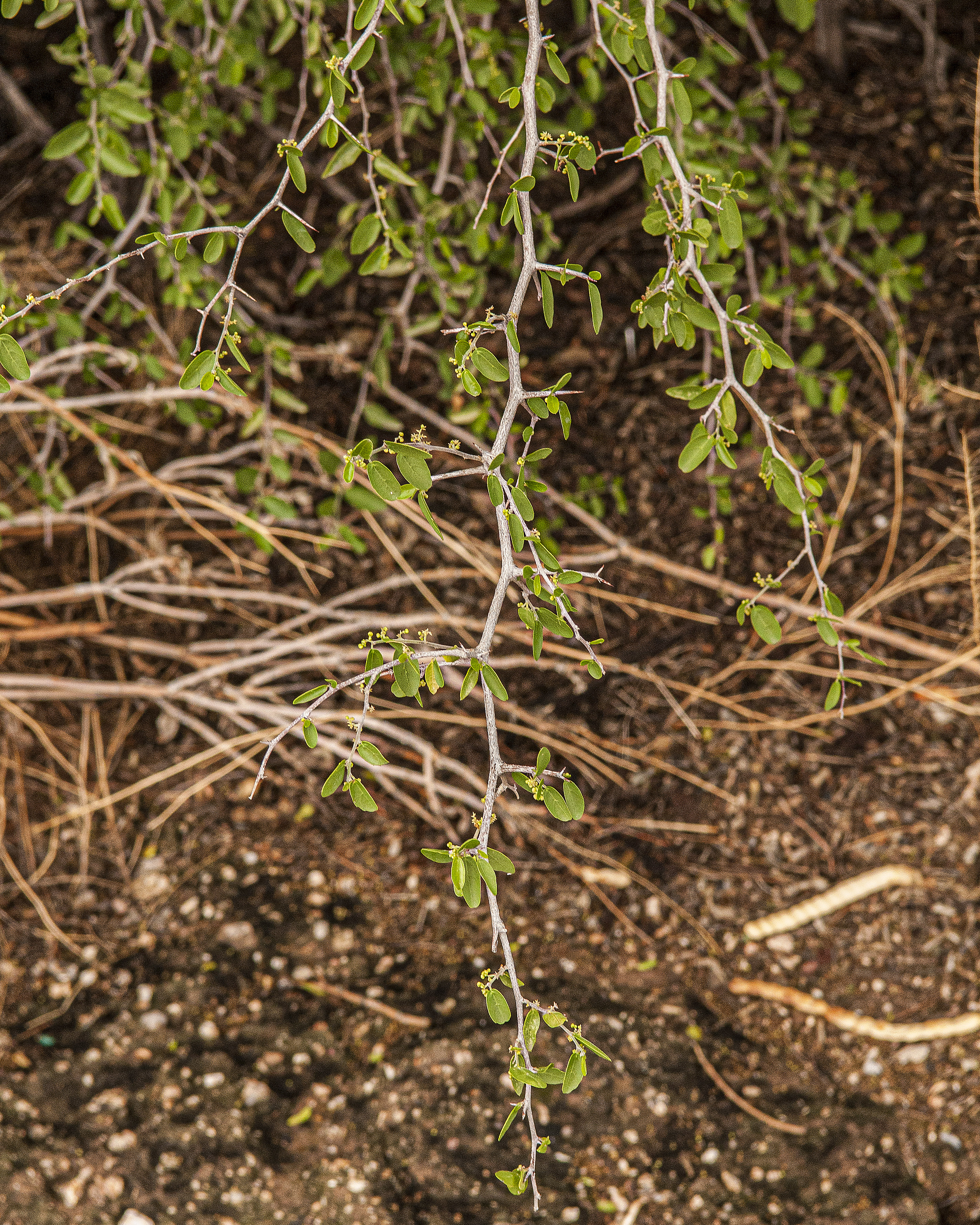 Desert Hackberry Stem