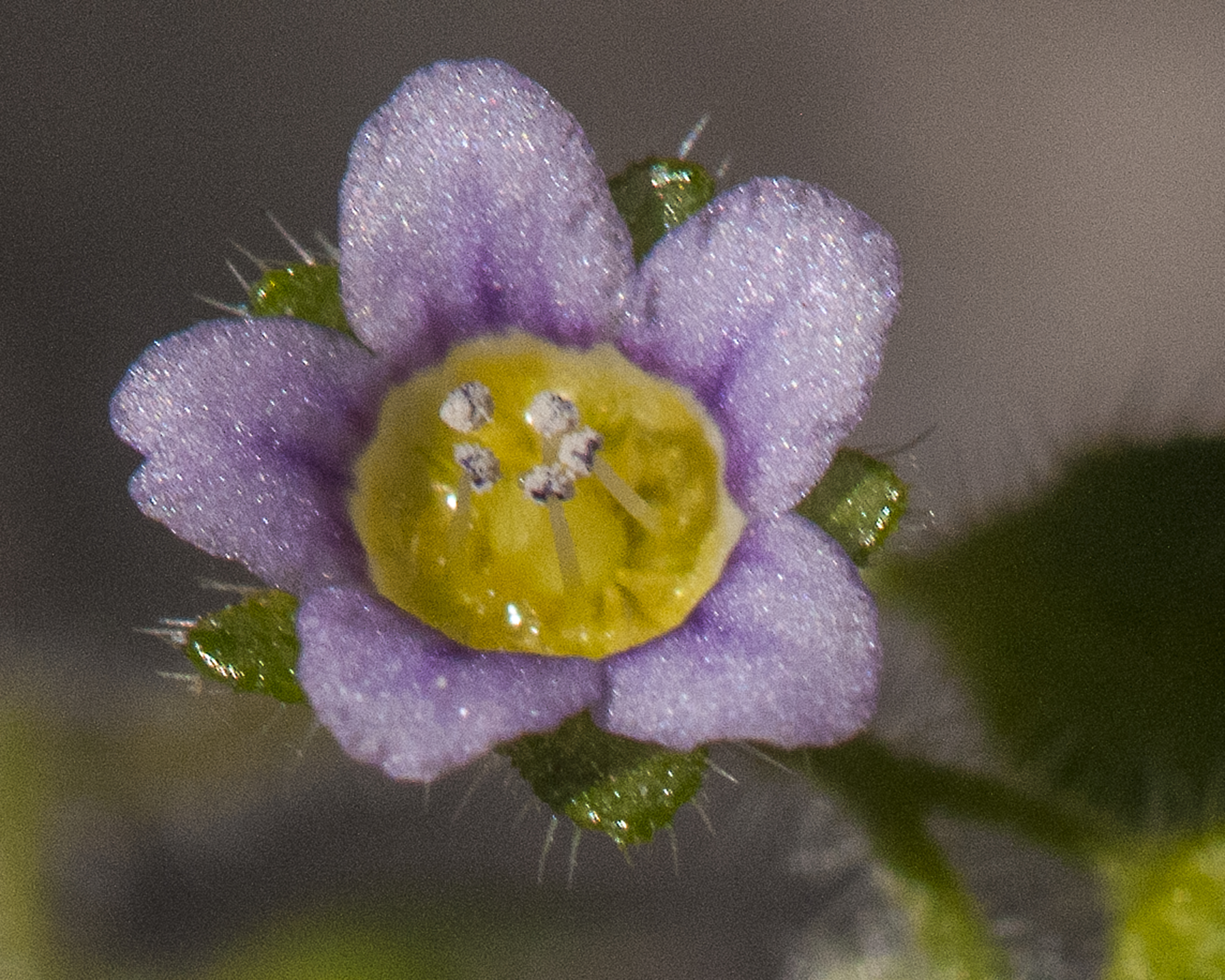 Desert Hideseed Flower