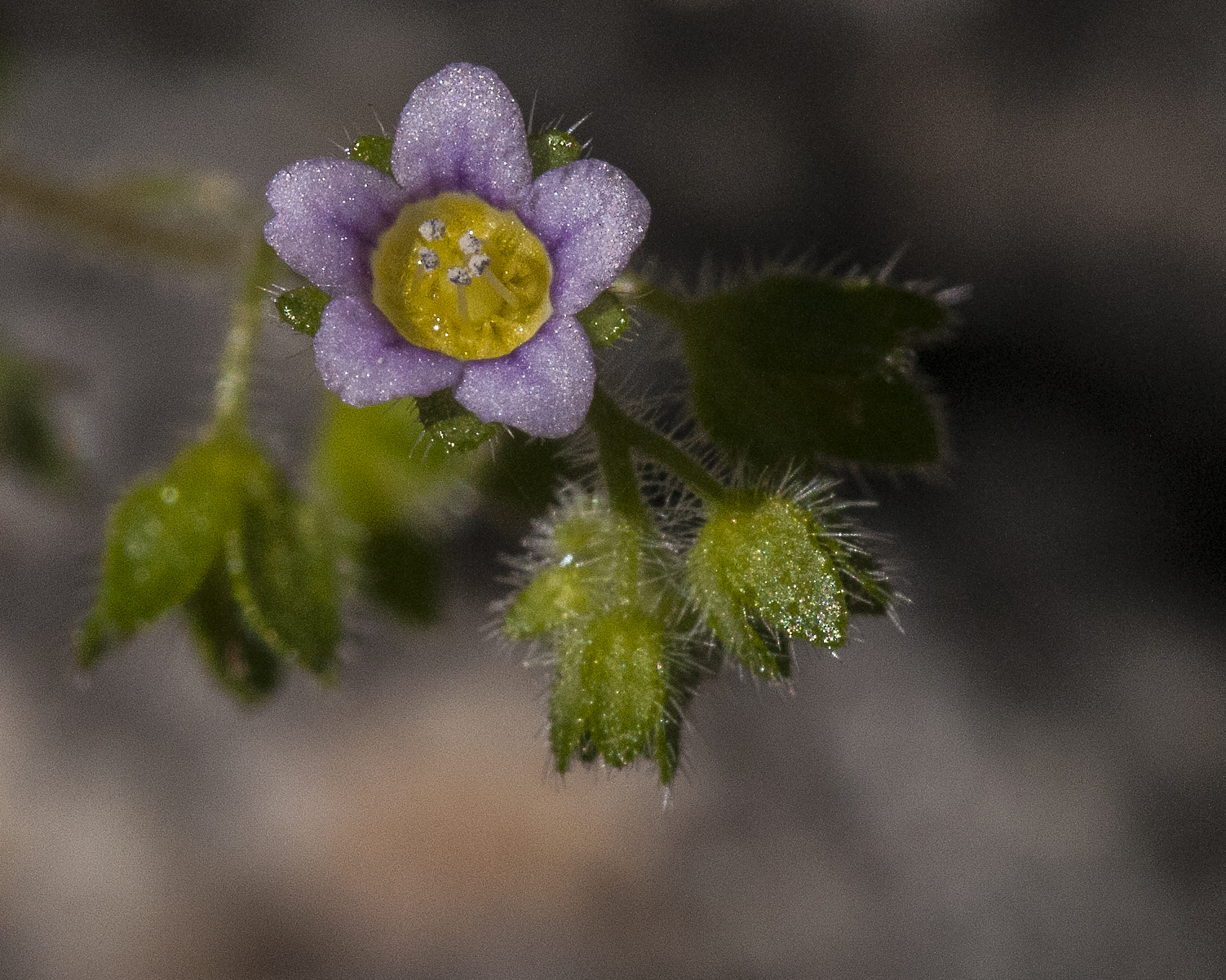 Desert Hideseed Flower