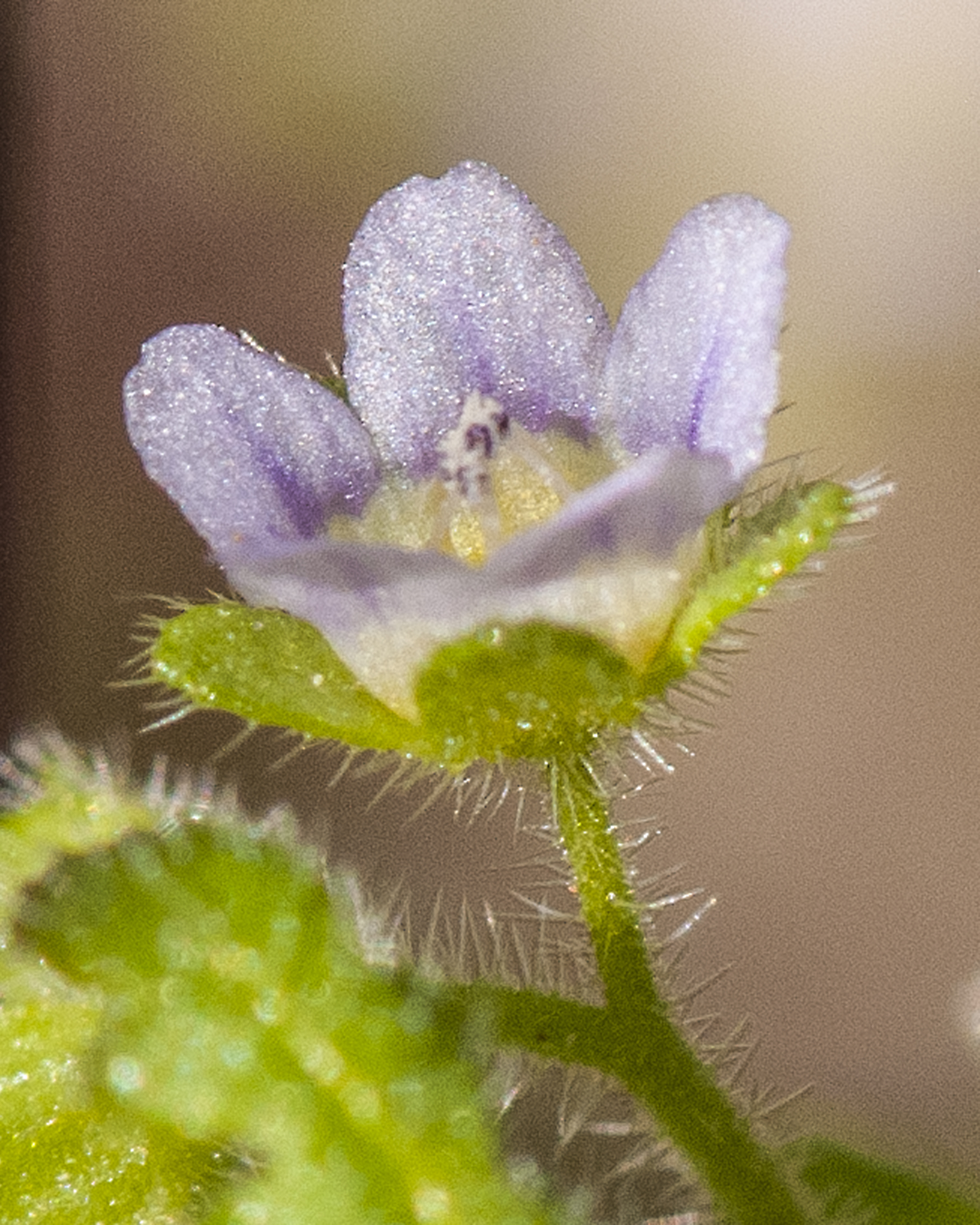 Desert Hideseed Flower