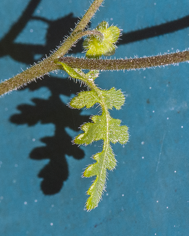 Desert Hideseed Leaves