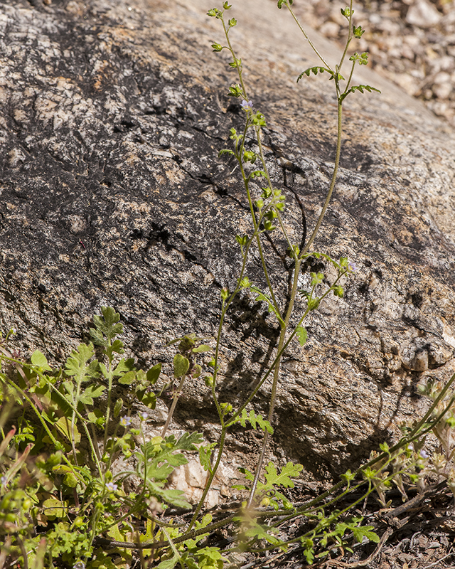 Desert Hideseed Plant