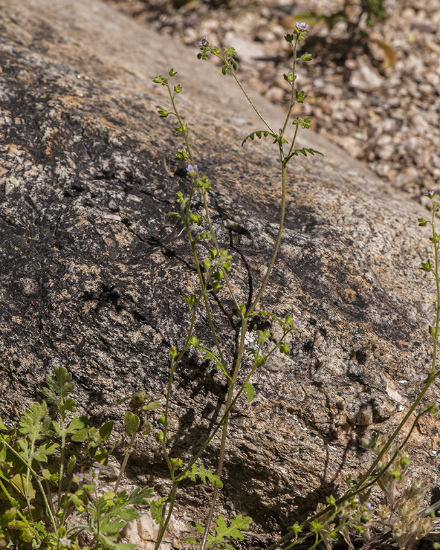 Desert Hideseed Stem