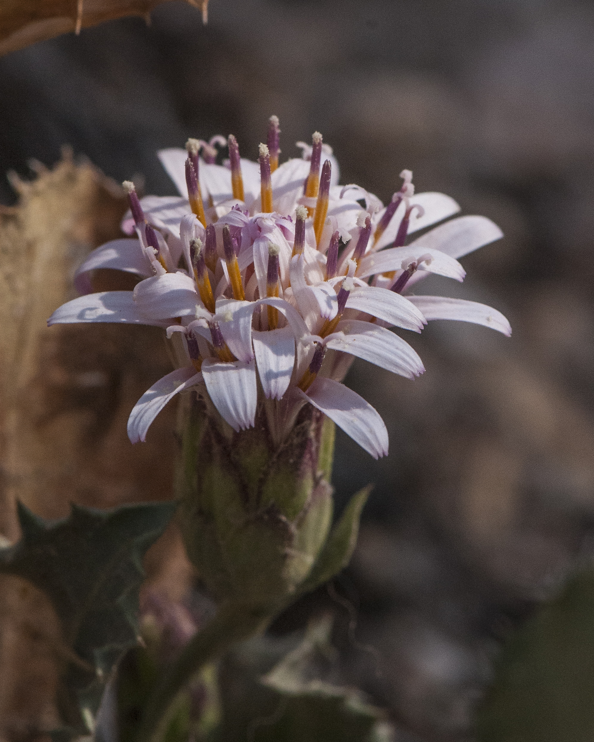 Desert Holly Flowers