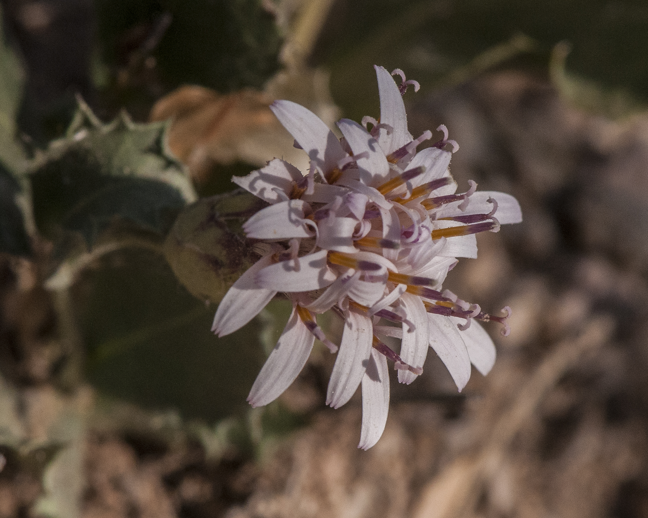 Desert Holly Flowers