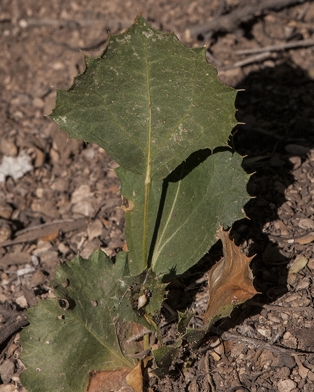 Desert Holly Leaves