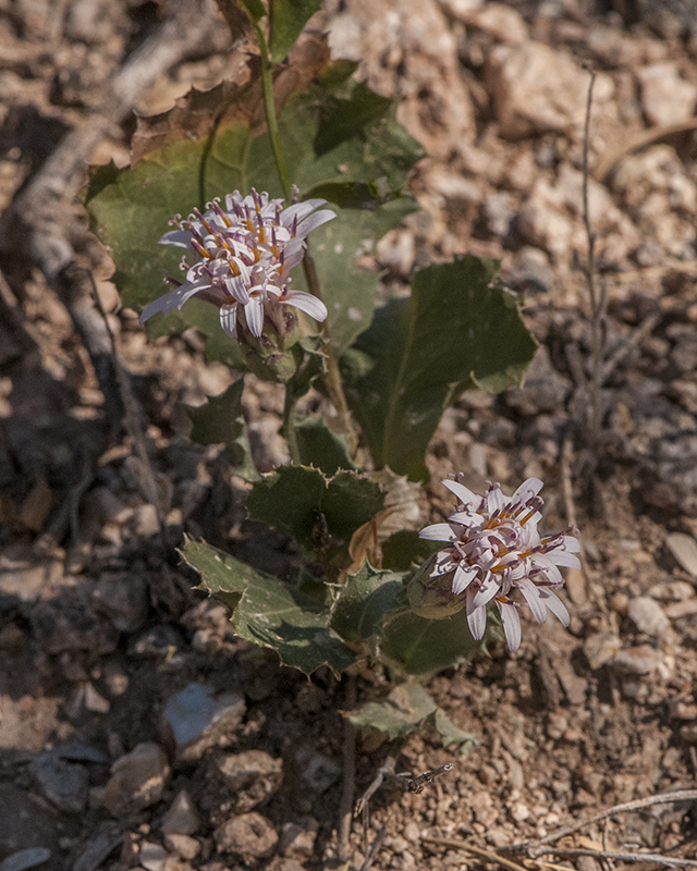 Desert Holly Plant