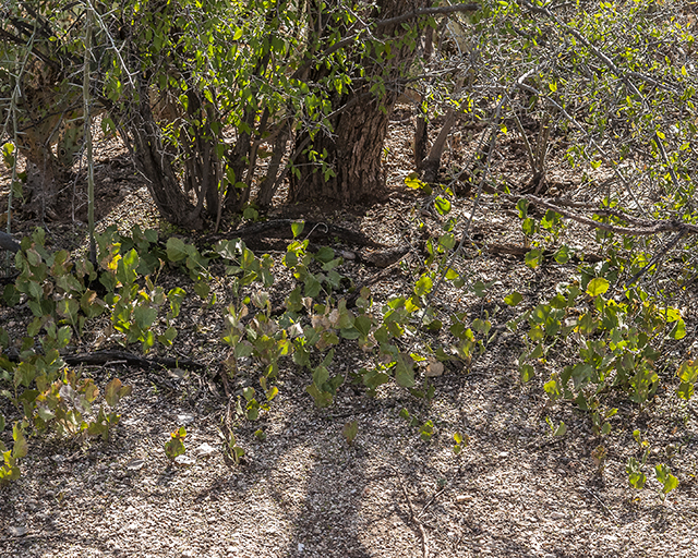 Desert Holly Plant