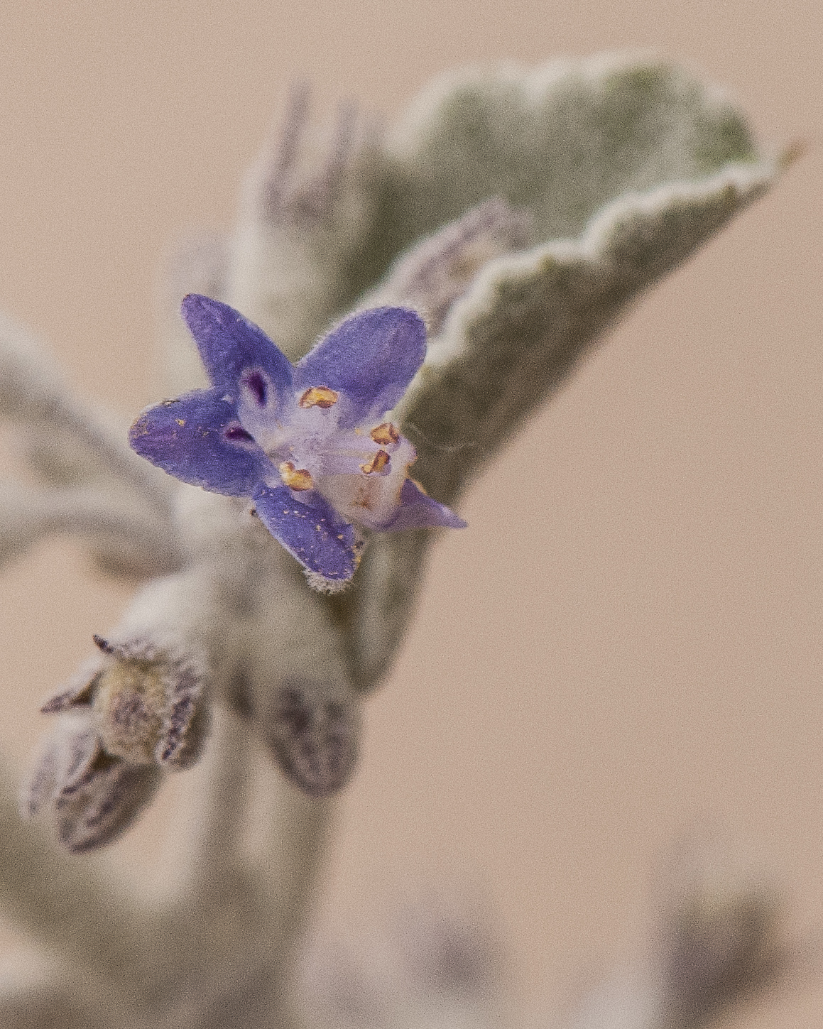 Desert Lavender Flower
