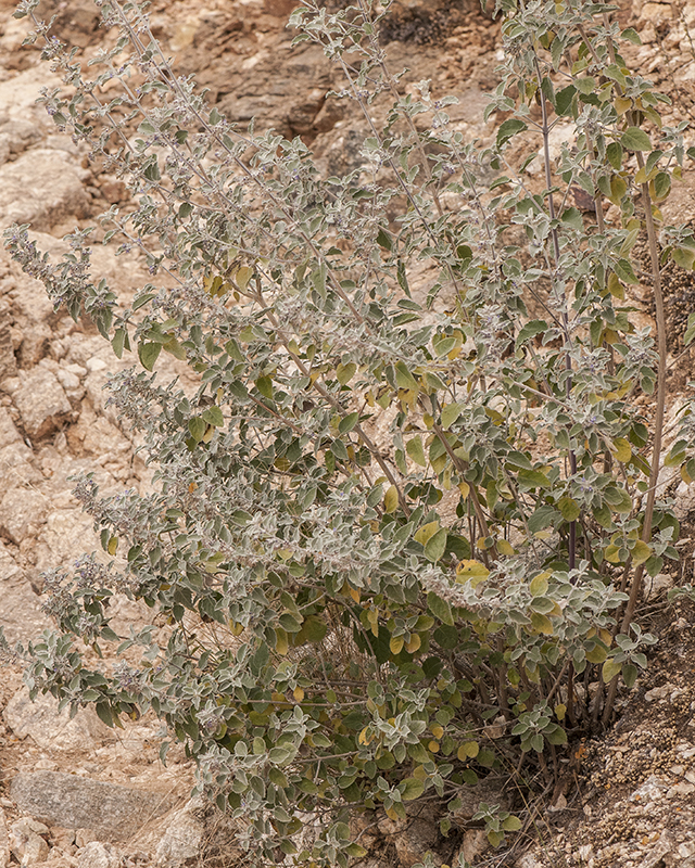 Desert Lavender Plant