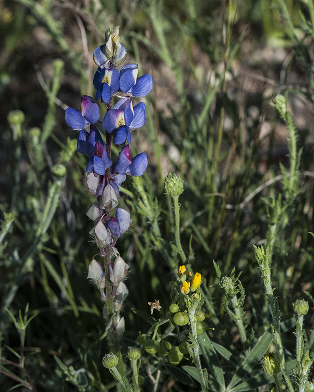 Coulter's Lupine Flower