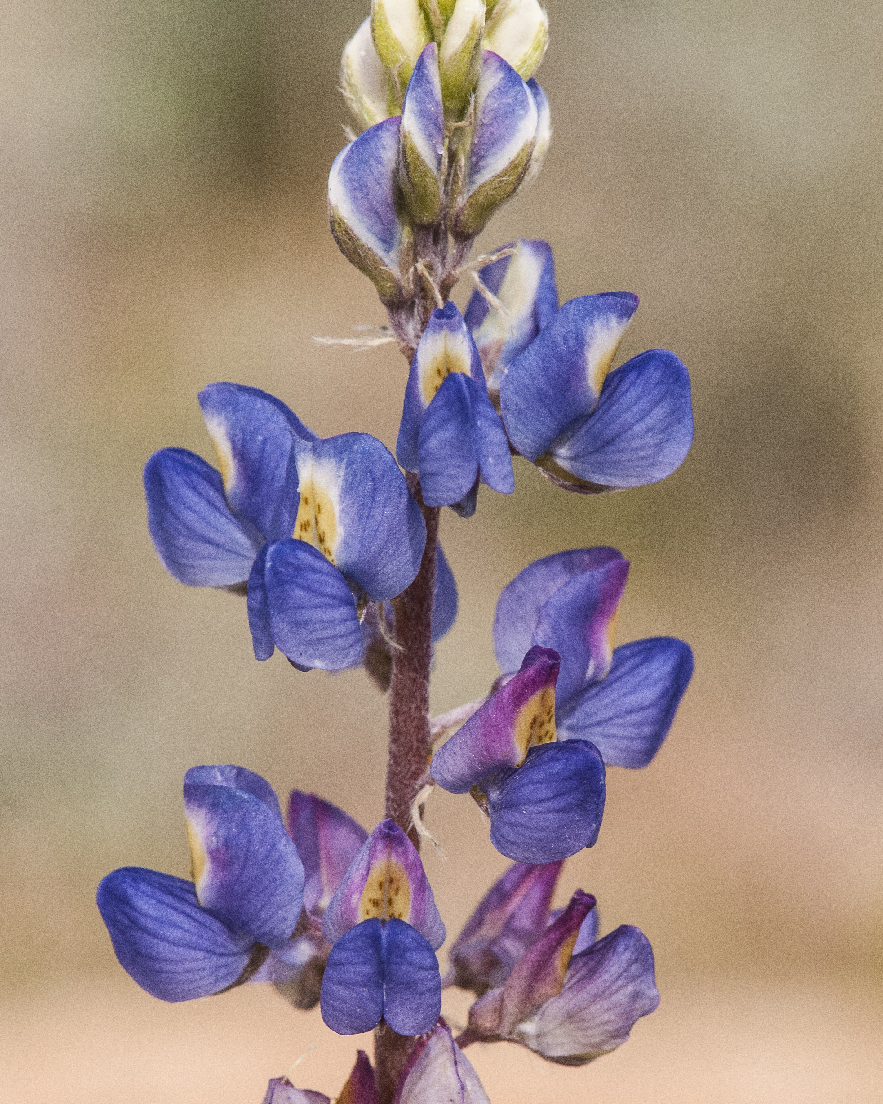 Desert Lupine Flower