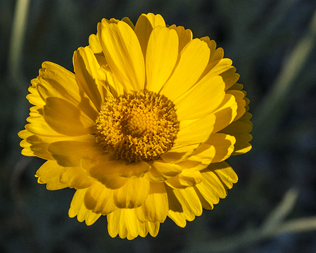 Desert Marigold