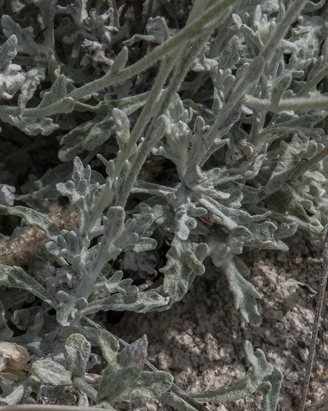 Desert Marigold Leaves