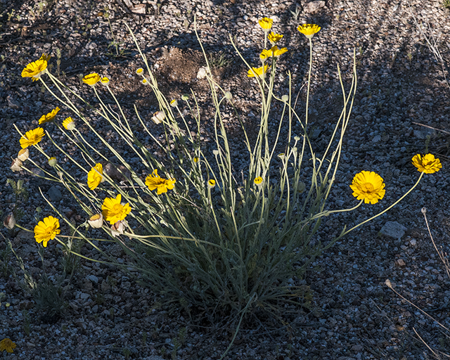 Desert Marigold Plant