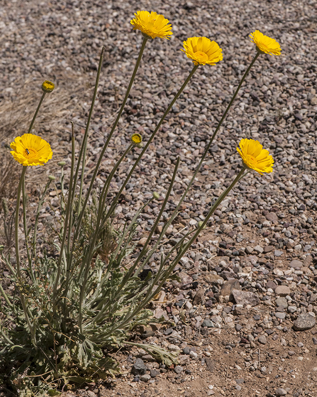 Desert Marigold Plant