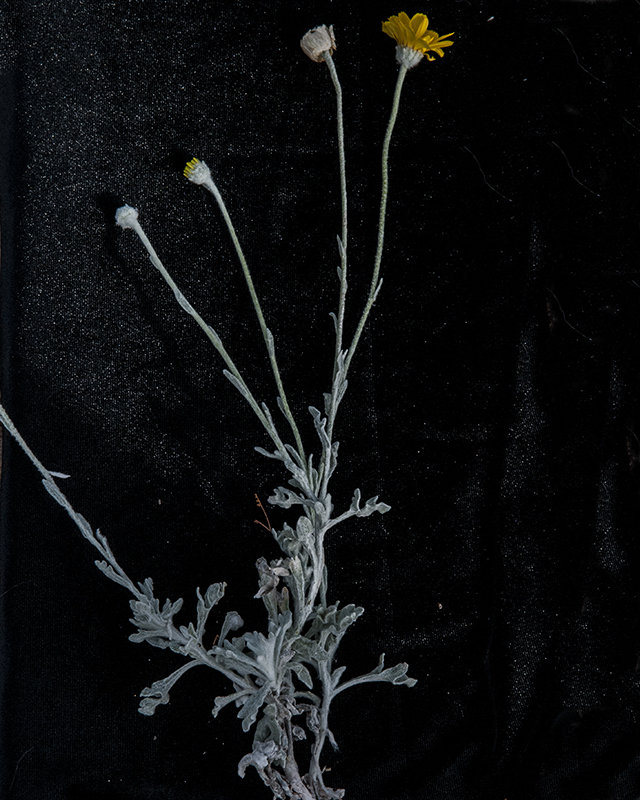 Desert Marigold Stem