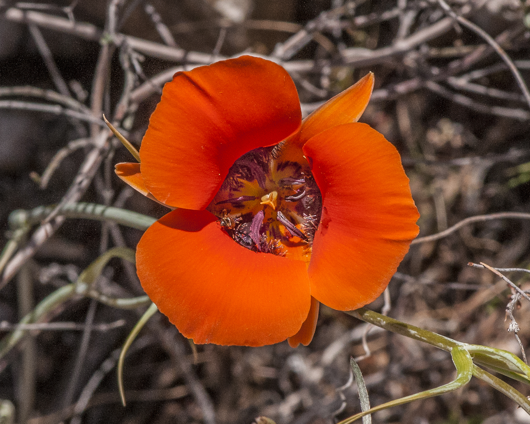 Desert Mariposa Lily Flower