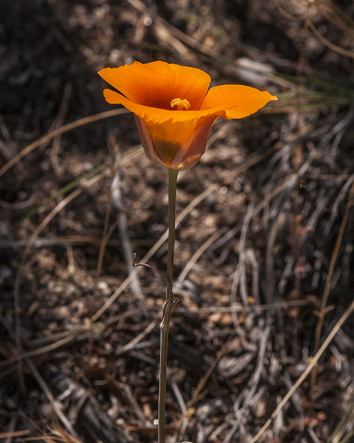 Desert Mariposa Lily Stem