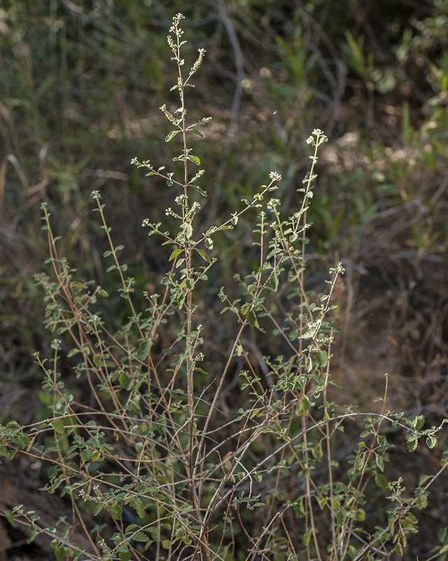 Desert Oregano Plant