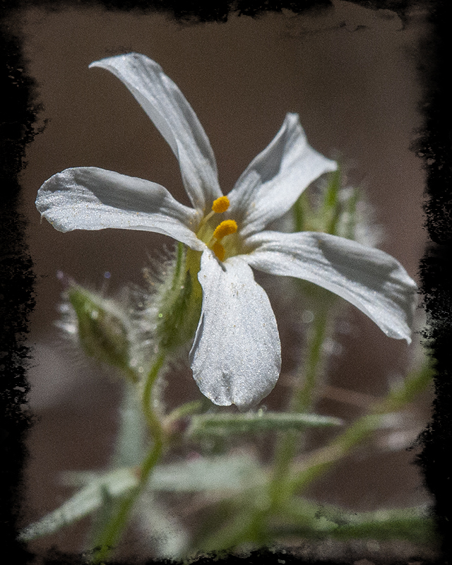 Desert Phlox Flower