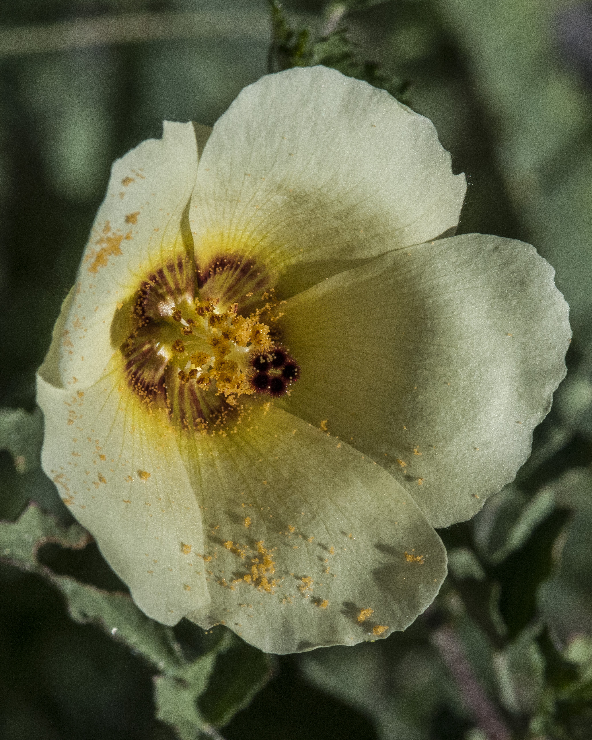 Desert Rosemallow Flower