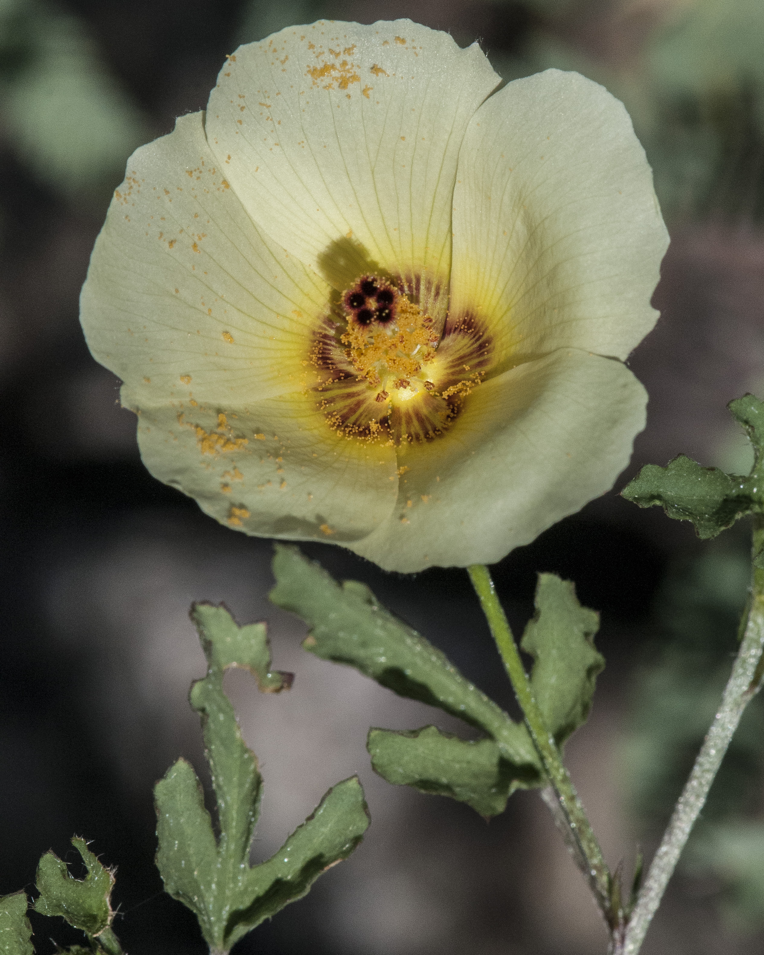 Desert Rosemallow Flower