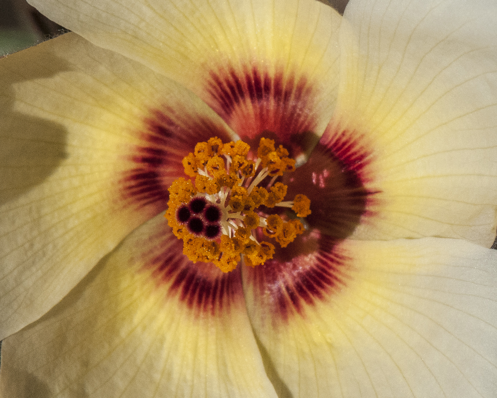 Desert Rosemallow Flower