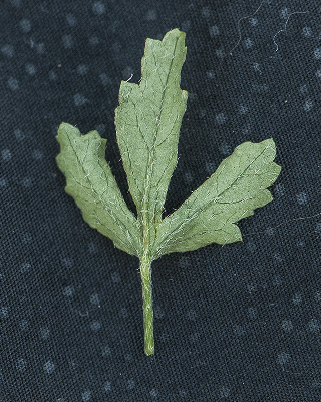 Desert Rosemallow Leaves