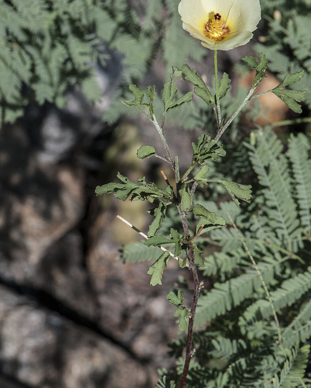 Desert Rosemallow Stem
