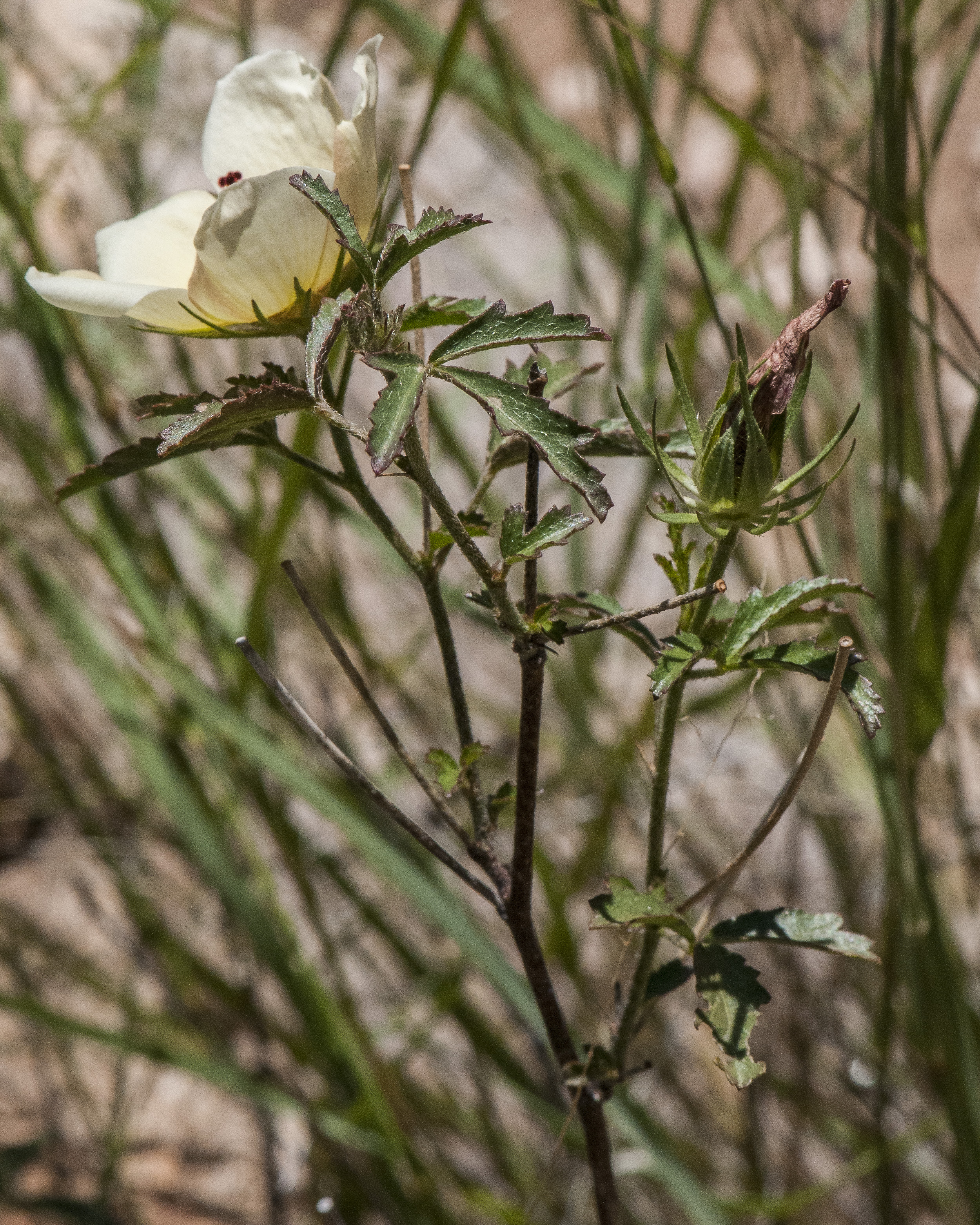 Desert Rosemallow Stem