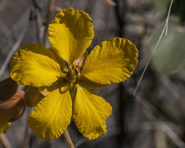 Desert Senna Flower