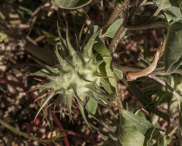 Desert Thorn-apple Fruit