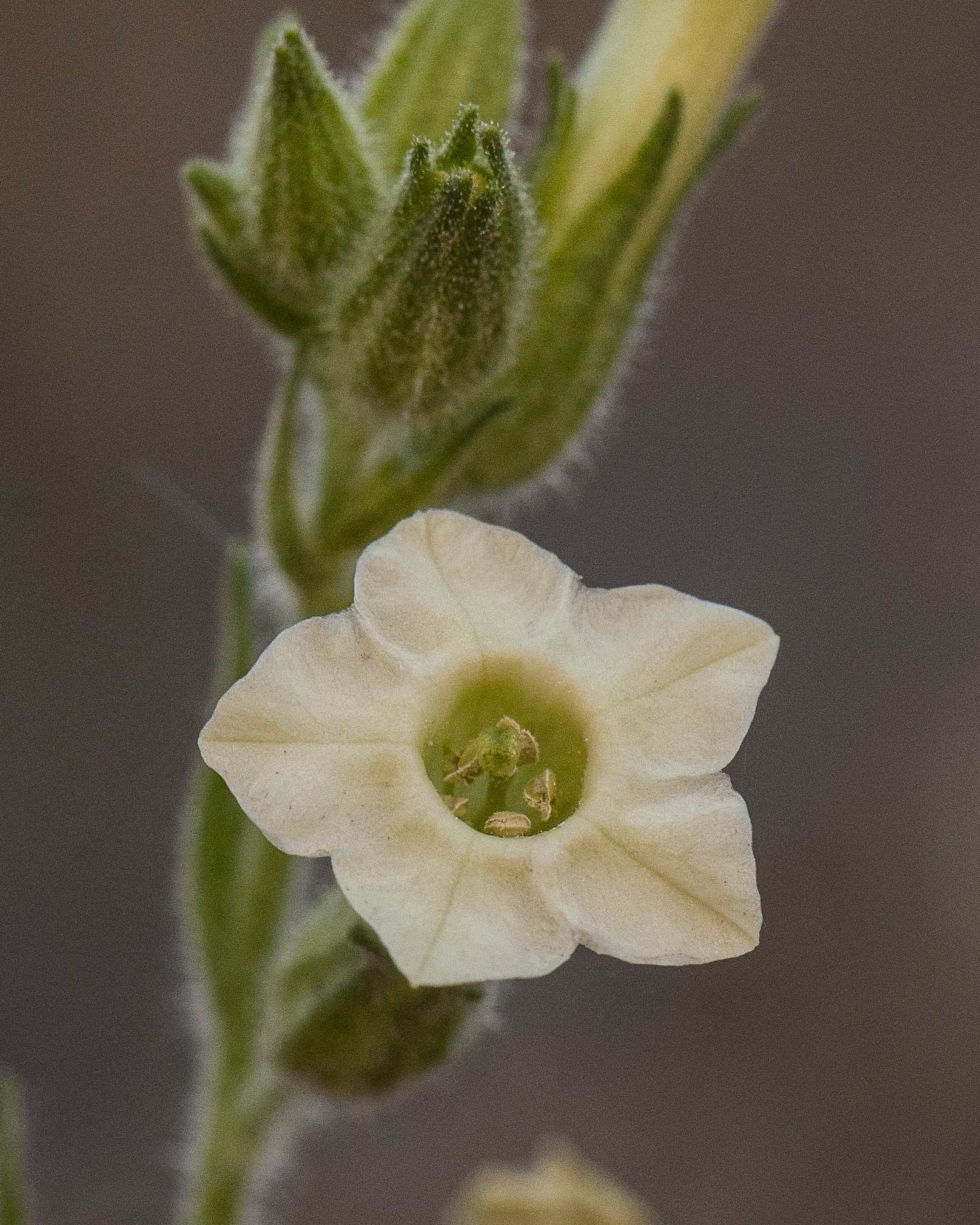 Desert Tobacco Flower