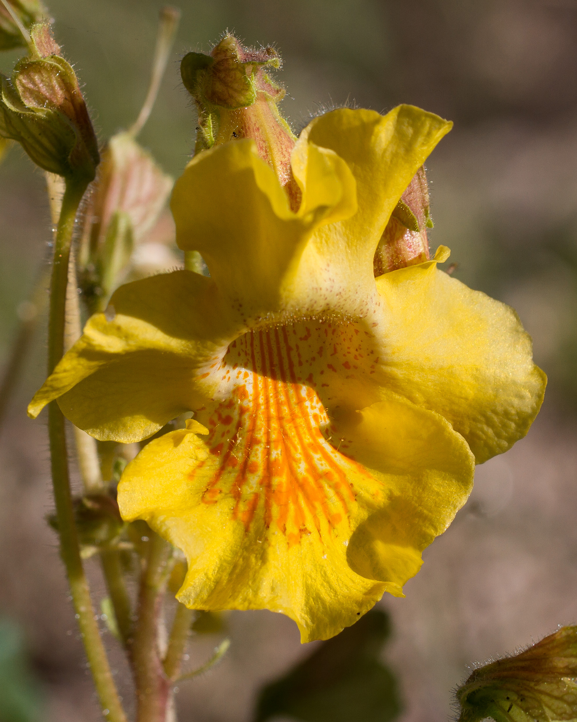 Desert Unicorn Plant