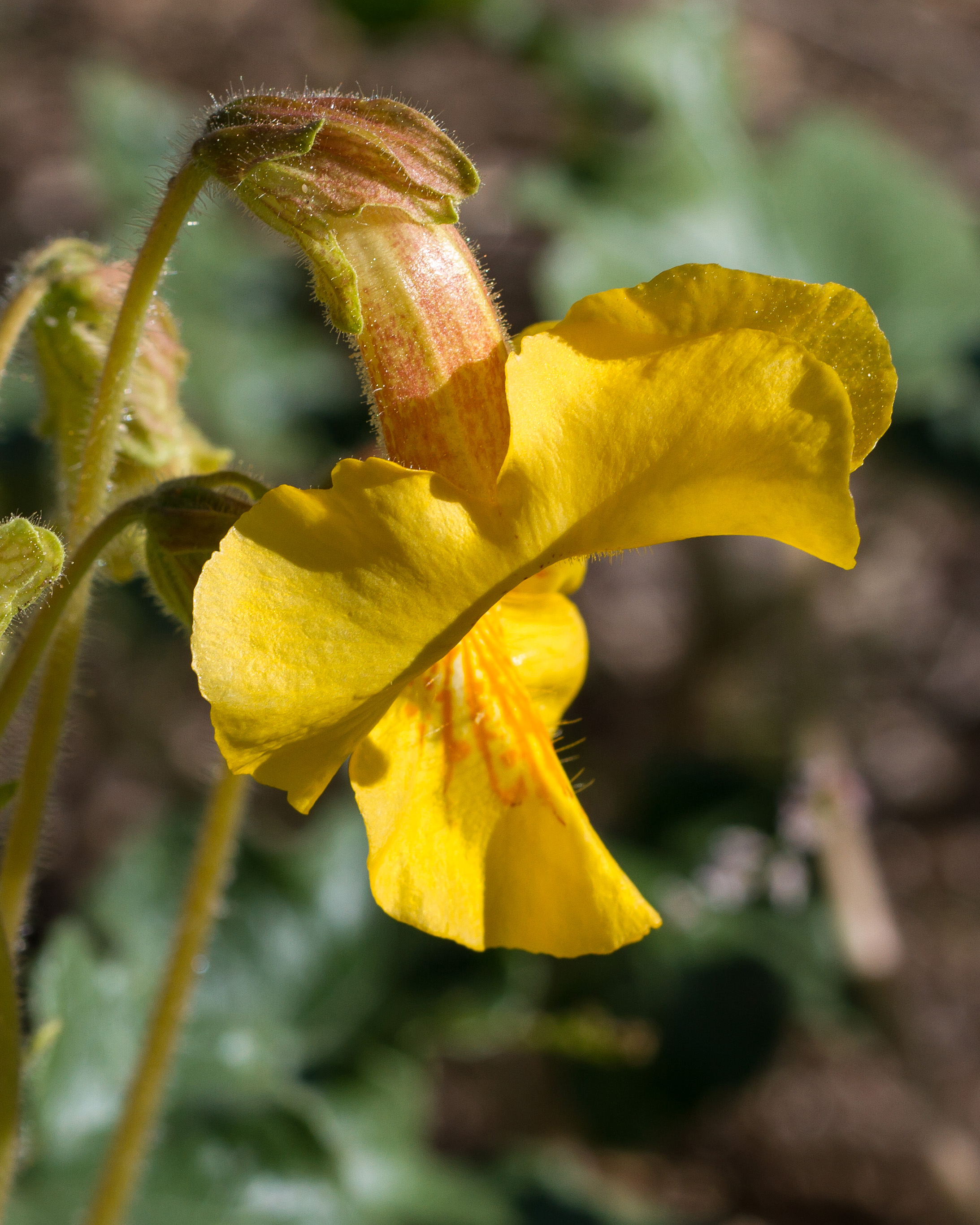 Desert Unicorn Plant