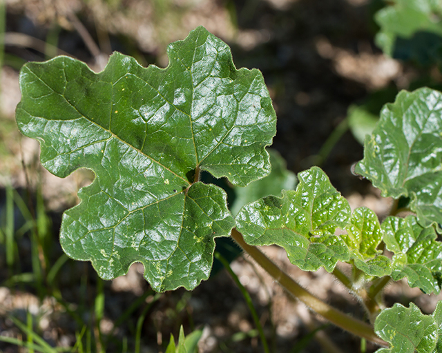 Desert Unicorn Plant Leaves