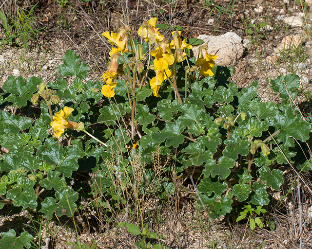 Desert Unicorn Plant Plant
