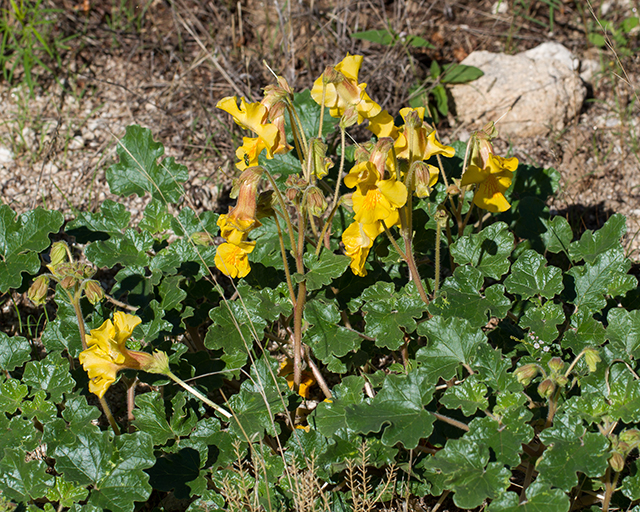 Desert Unicorn Plant
