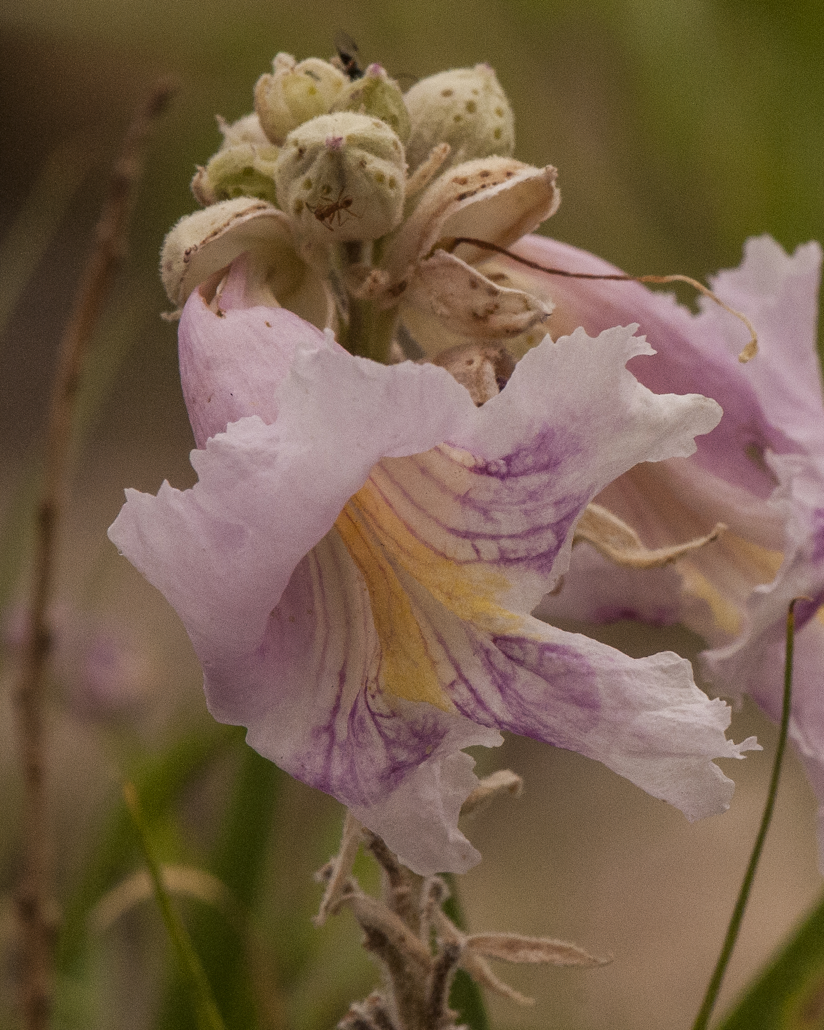 Desert Willow Flower