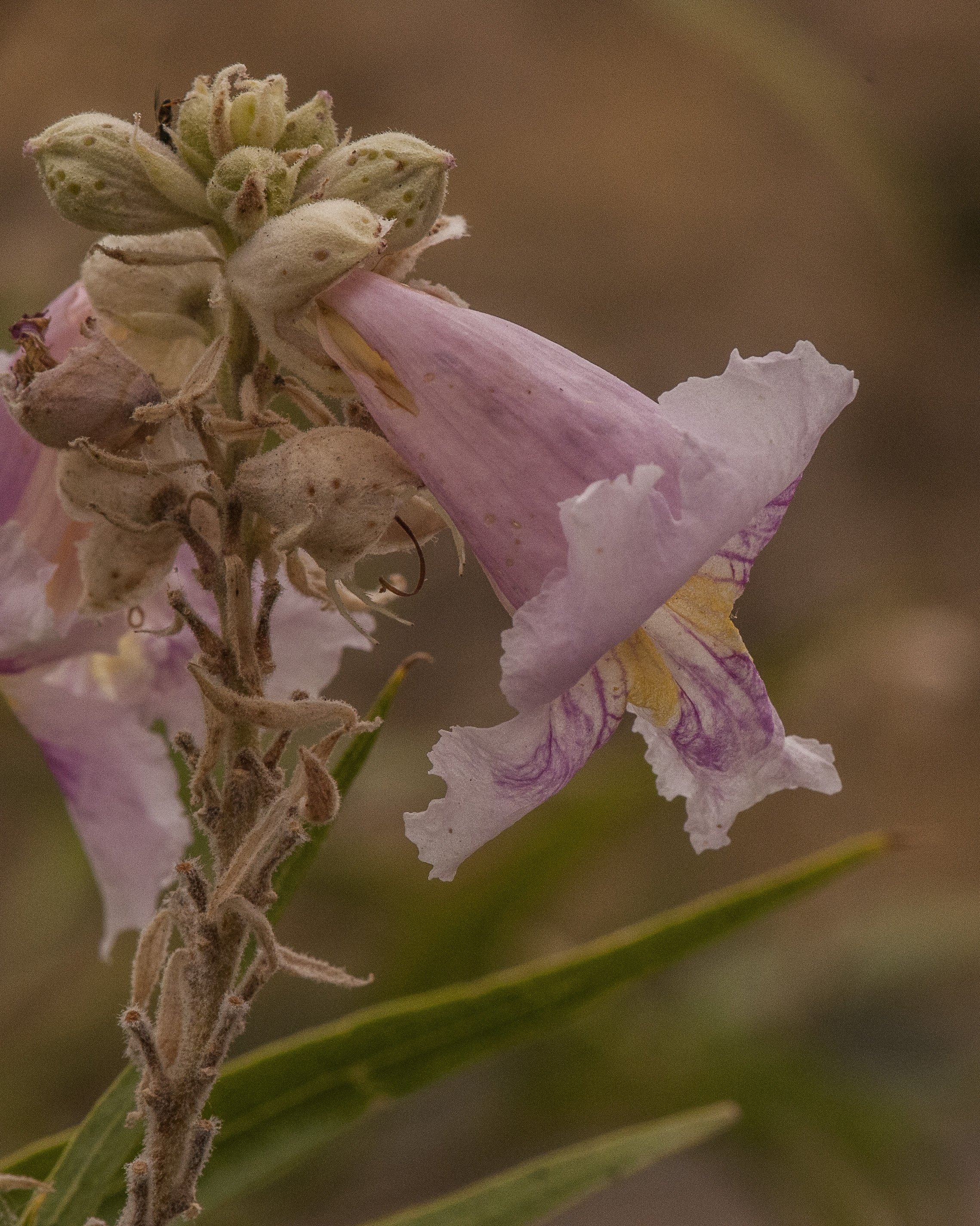 Desert Willow Flower