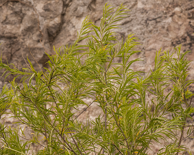 Desert Willow Leaves