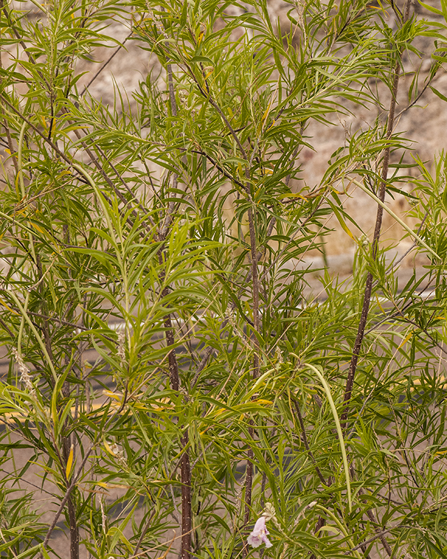 Desert Willow Plant