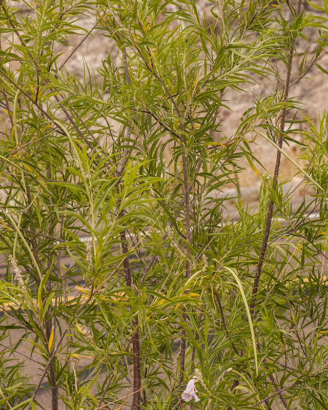 Desert Willow Plant