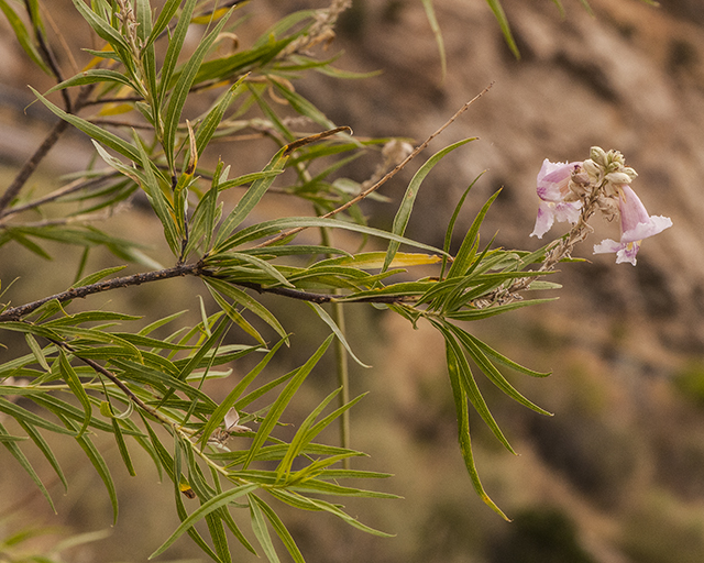 Desert Willow Stem