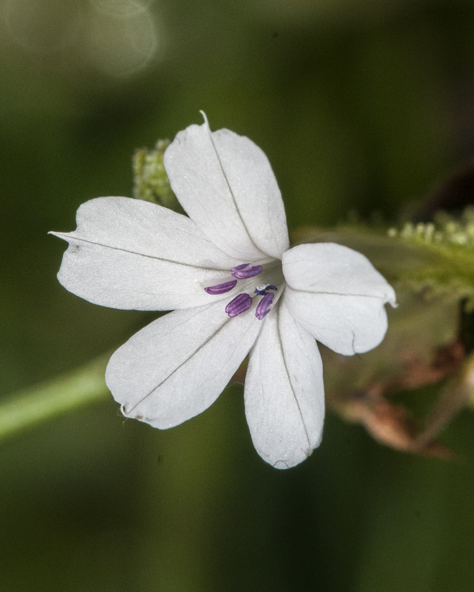 Doctorbush Flower