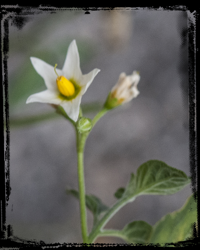 Douglas Nightshade Flower