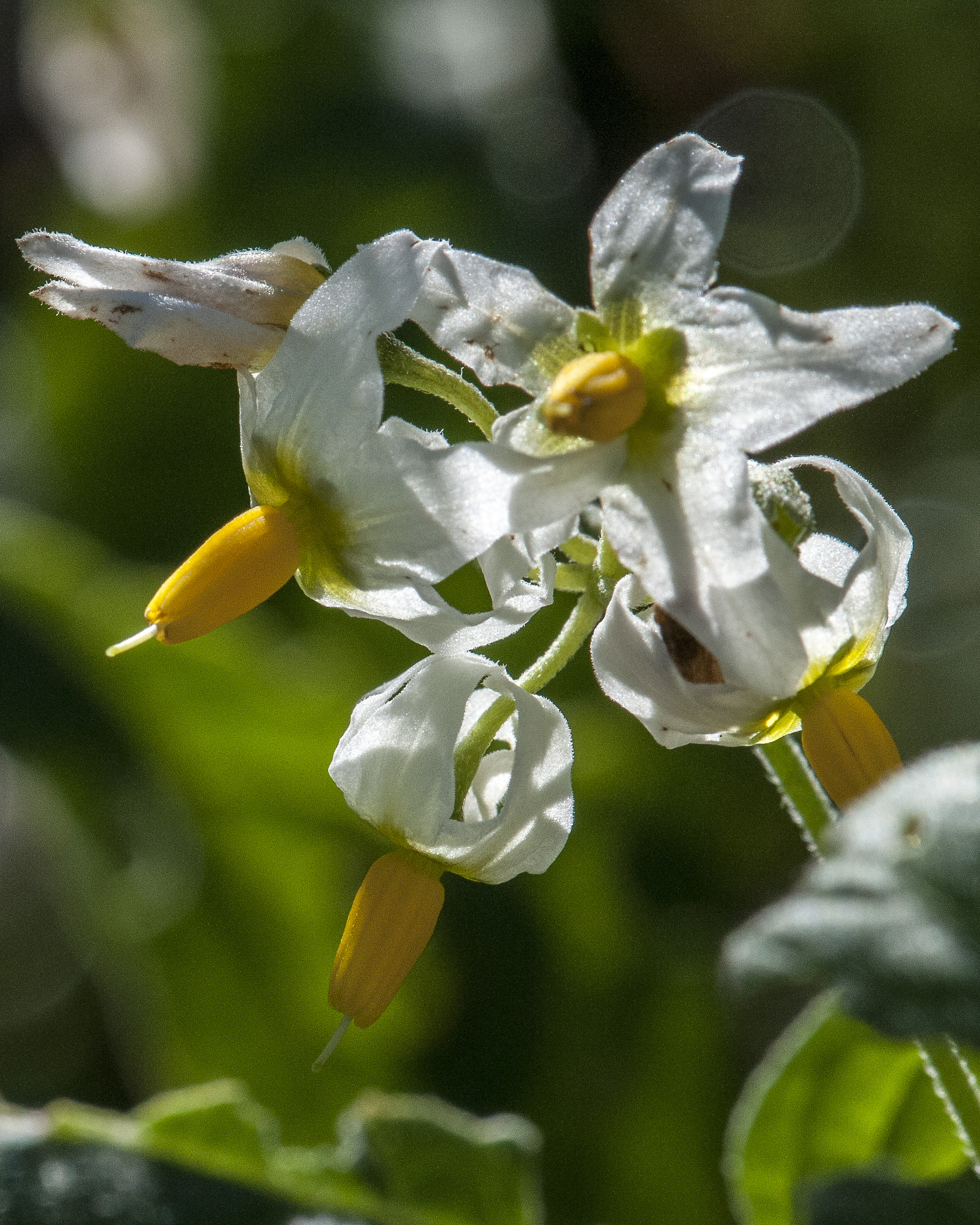 Douglas Nightshade Flower