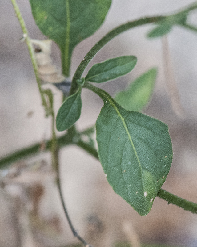 Douglas Nightshade Leaves