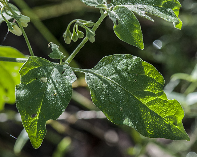 Douglas Nightshade Leaves